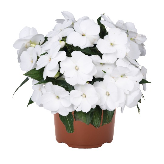 Petticoat® Wonder White