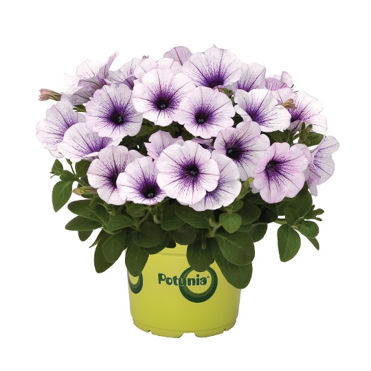 Potunia® Piccola Blue Ice