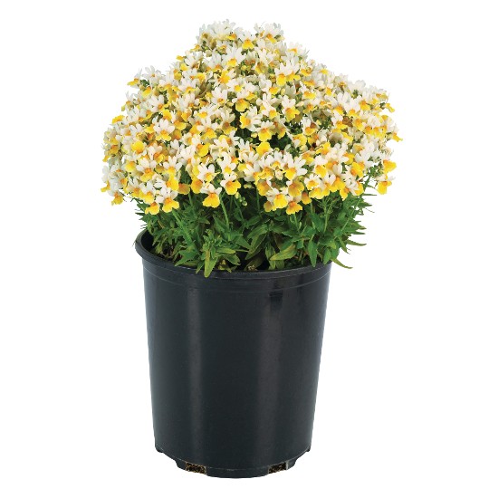 Escential® Sunberry