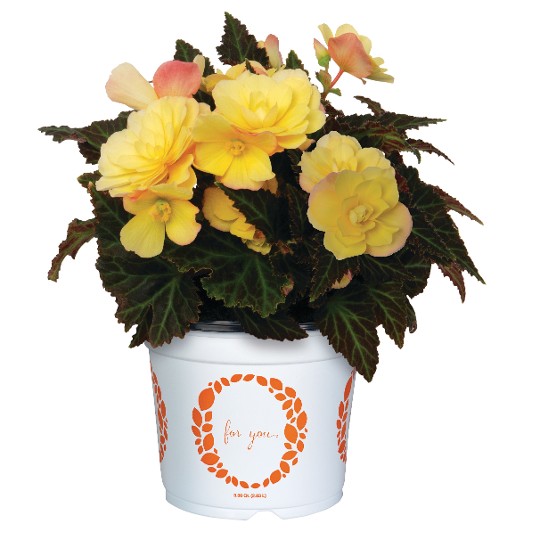 I'CONIA® Portofino Yellow