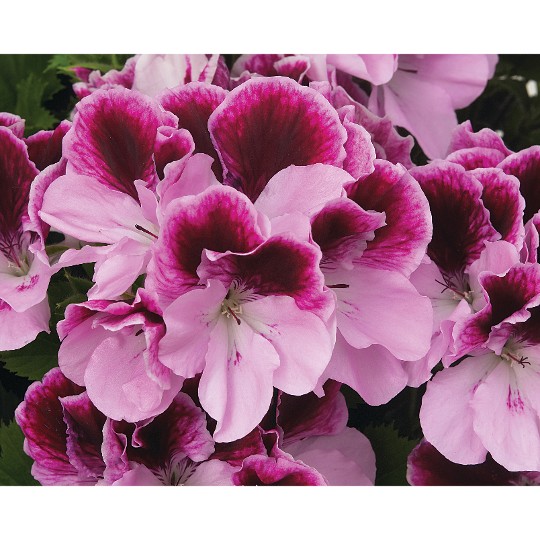 Elegance Purple Majesty