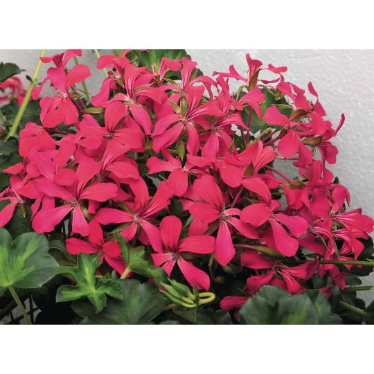 Classic Single Decora Rouge