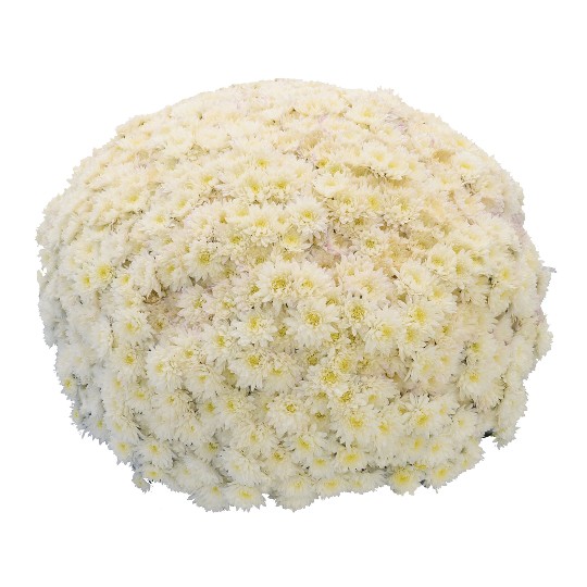 Bliss White