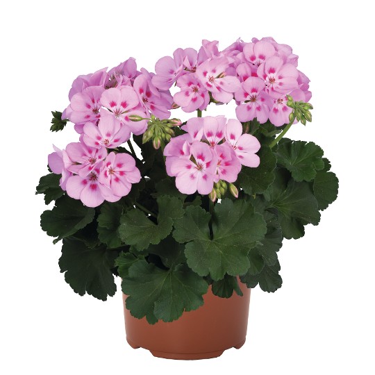 Survivor® Tickled Pink