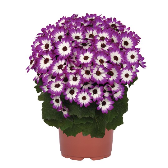 Mandala® Magenta Bicolor 2027
