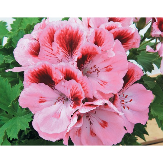 Elegance Rose Bicolor