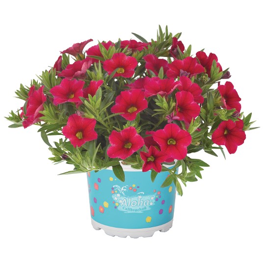 Aloha Kona Cherry Red