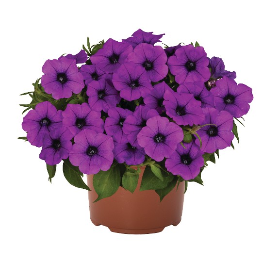 Durabloom® Electric Lilac