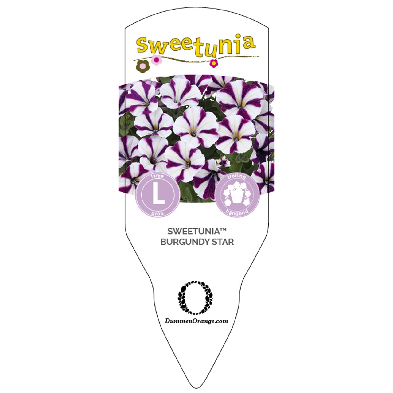Tag Sweetunia™Burgundy Star