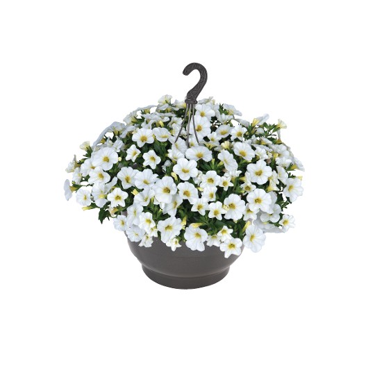 Bloomtastic White