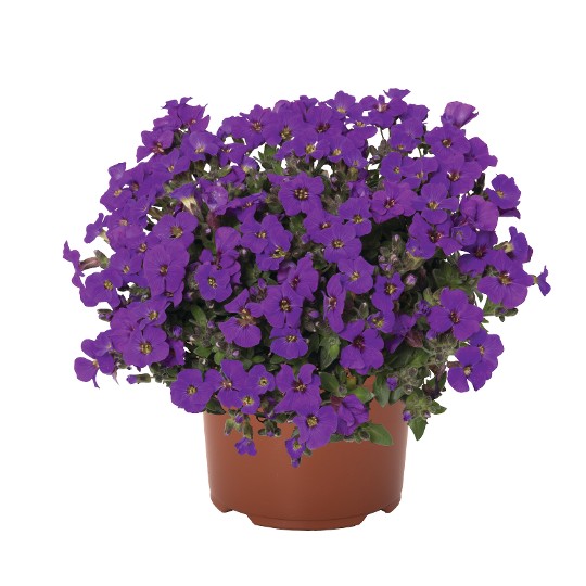 Rock On Purple