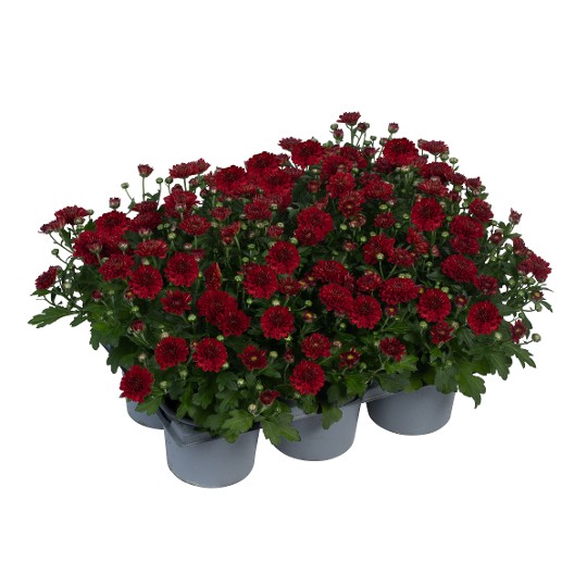 Banquet Red Impr.