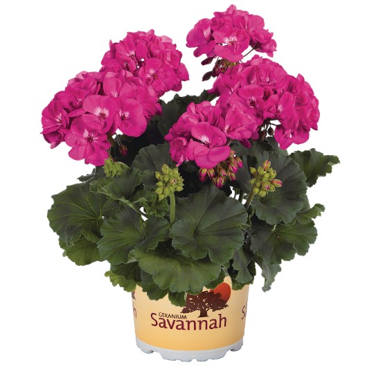 Savannah Blue