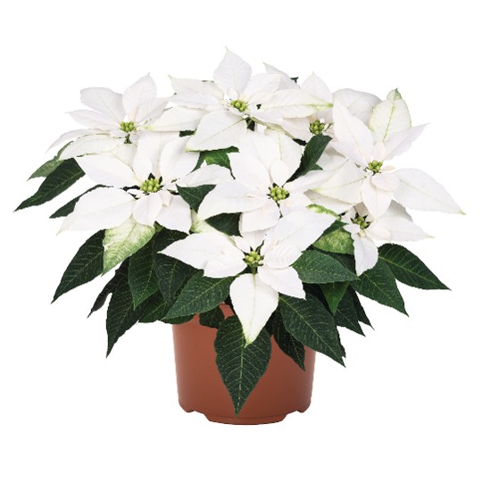 J'Adore White Pearl