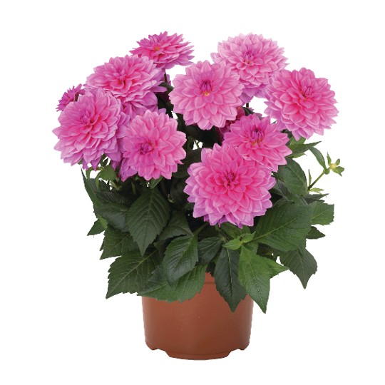 Hypnotica® Pink