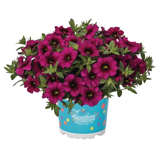 Aloha Kona Neon Fuchsia