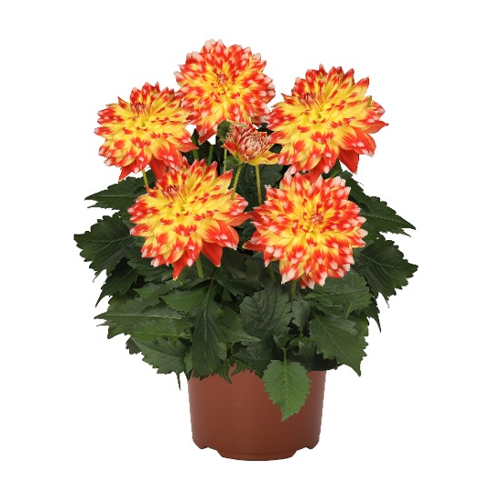 Hypnotica® Candy Corn