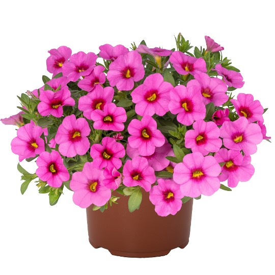 Aloha Kona Pink