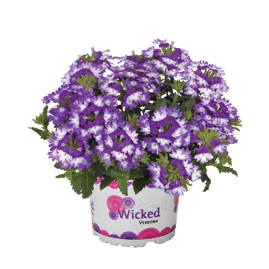 Wicked Great Grape