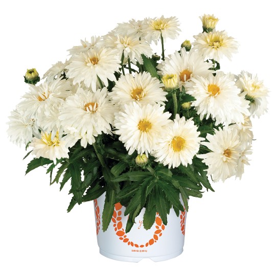 Sweet Daisy® Chloe