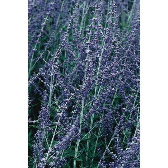 Russian Sage