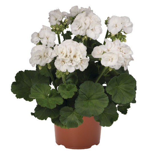 Green Idols White