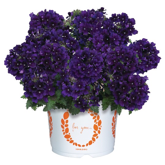 Empress® Flair Violet 2025