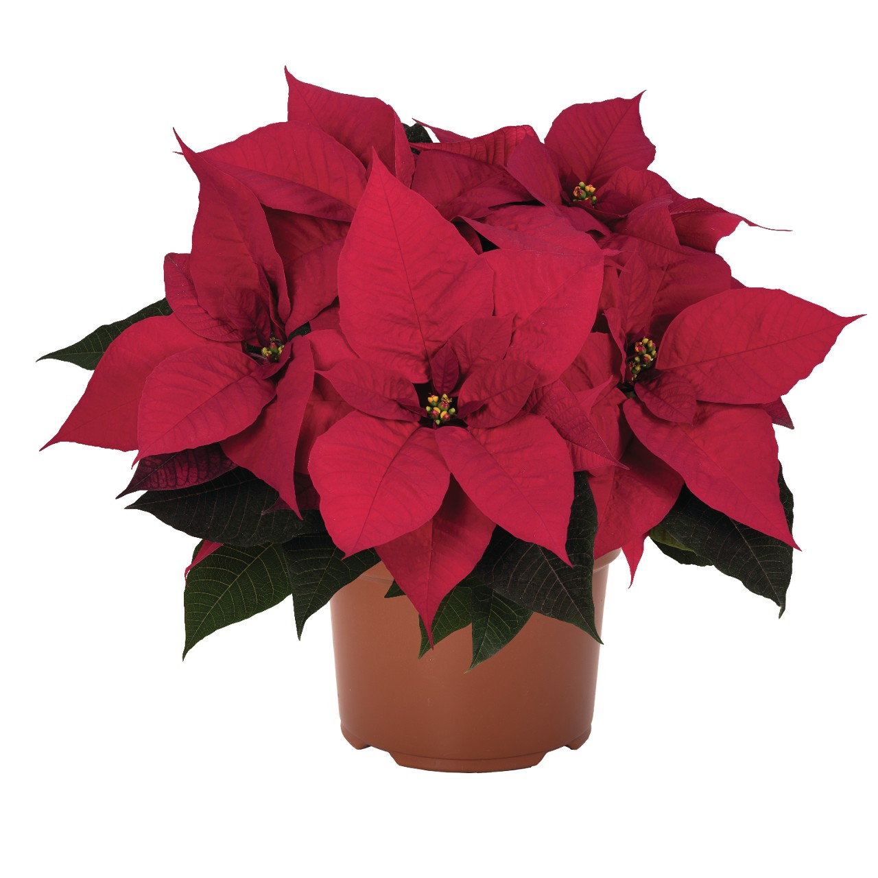 Viking Pro - Products - Dümmen Orange