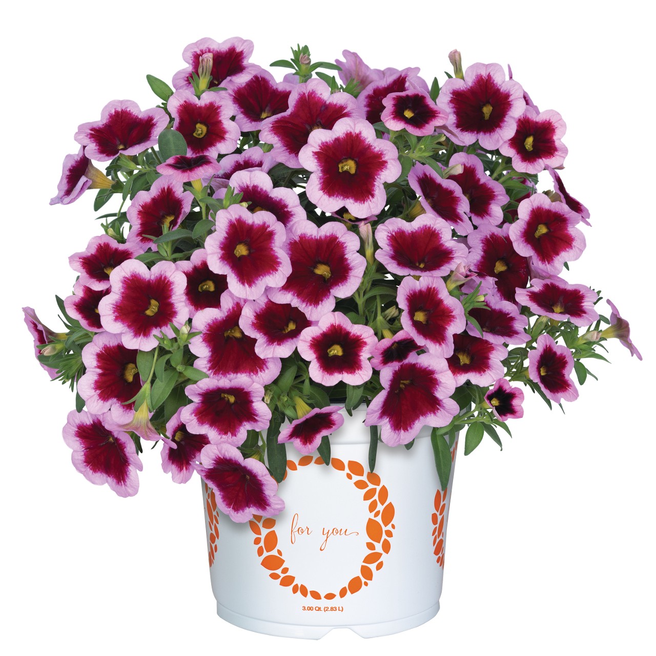 ♡alohamana♡ Aloha Kona Hula Pink 2026 - Products - Dümmen Orange