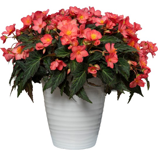 I'CONIA® Valencia Pink