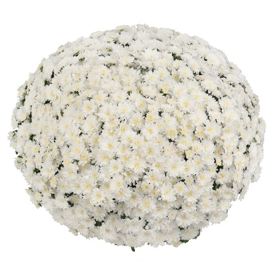 Ceremony White