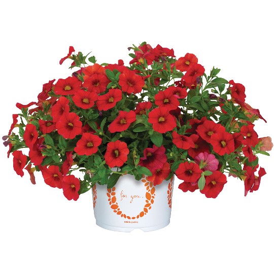 Bloomtastic Red