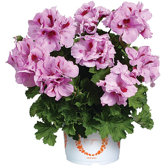 Elegance Light Lavender Splash