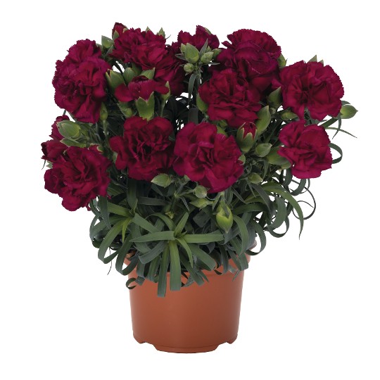 Menorca Violet