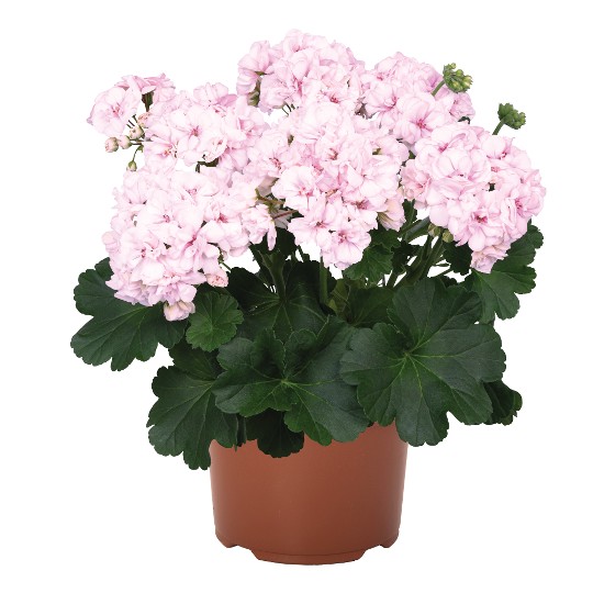Survivor® Paperbloom