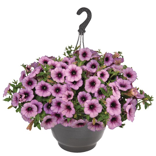 Sweetunia® Raspberry Gem