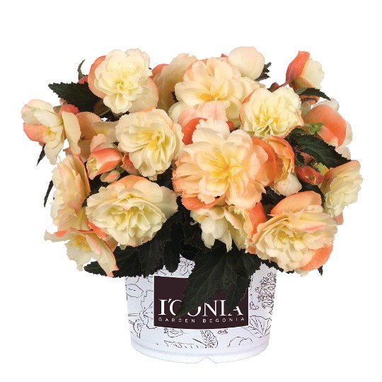 I'CONIA® Scentiment Peachy Keen