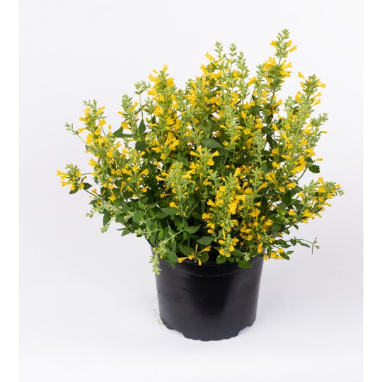 Betterbuzz Amarillo