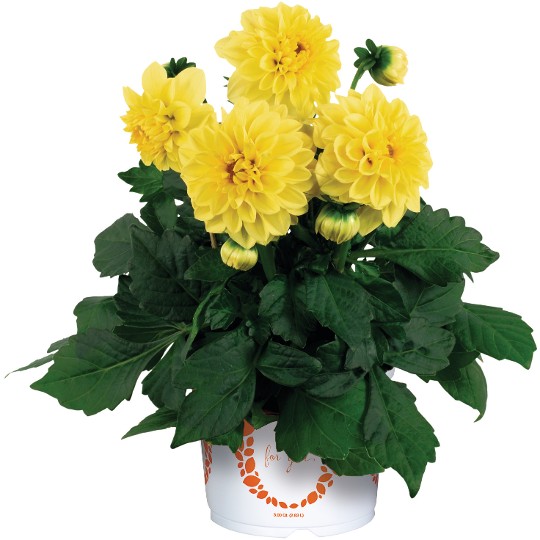 Dahlinova® Montana