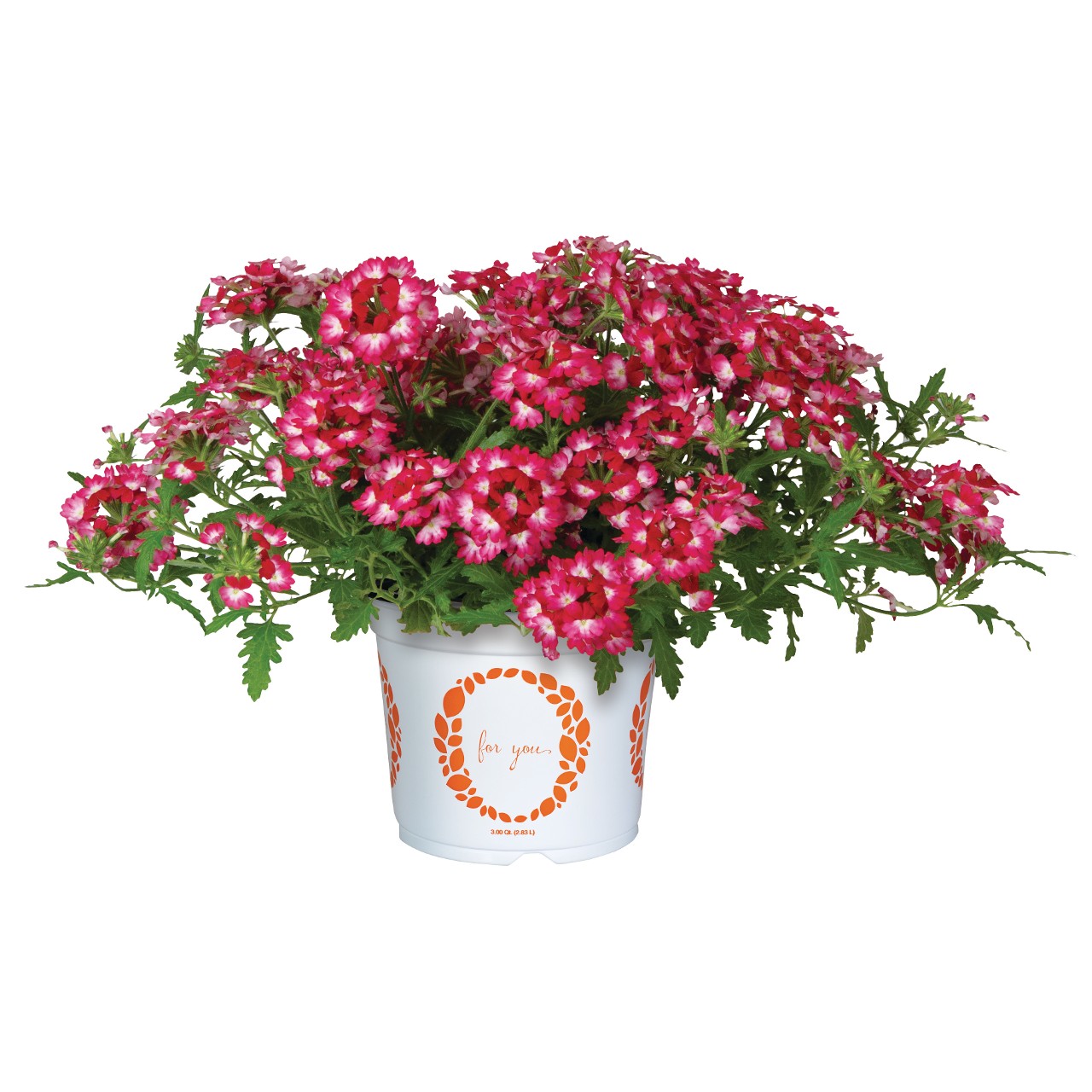 Wicked Rad Red 2025 (Sun) - Products - Dümmen Orange