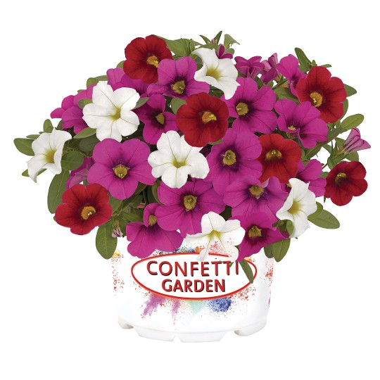 Confetti Garden® Hawiian Nani Valentine