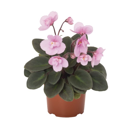 Mini Jenny Pink