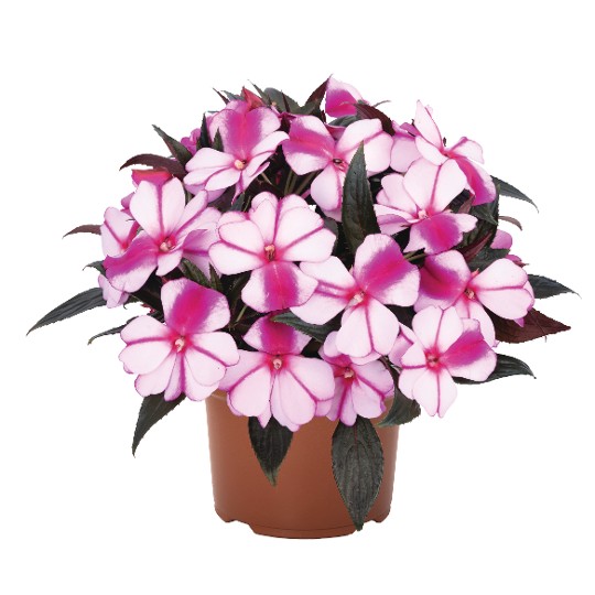 Magnum Violet Star