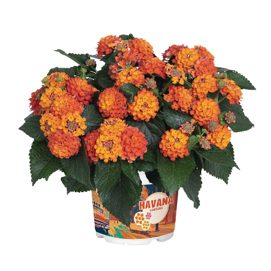 Havana® Harvest Moon 2025