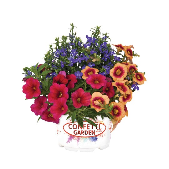 Confetti Garden® Waterbury