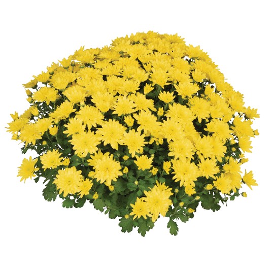 Homerun Yellow