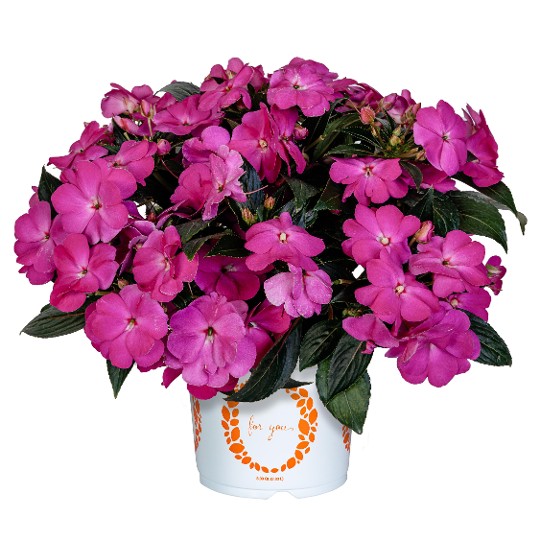 Petticoat® Lilac