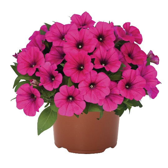 Potunia® Neon