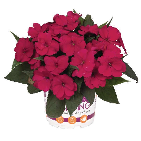 SunStanding® Apollo Ruby Red