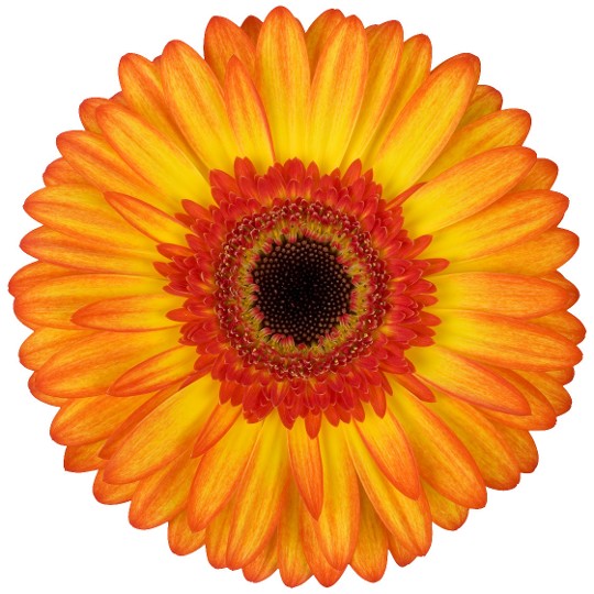Sunspot